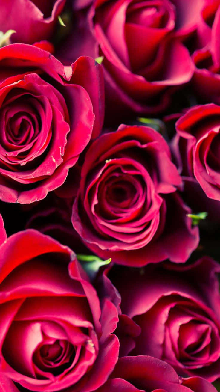 Spread The Love This Valentines Day With An Iphone Background