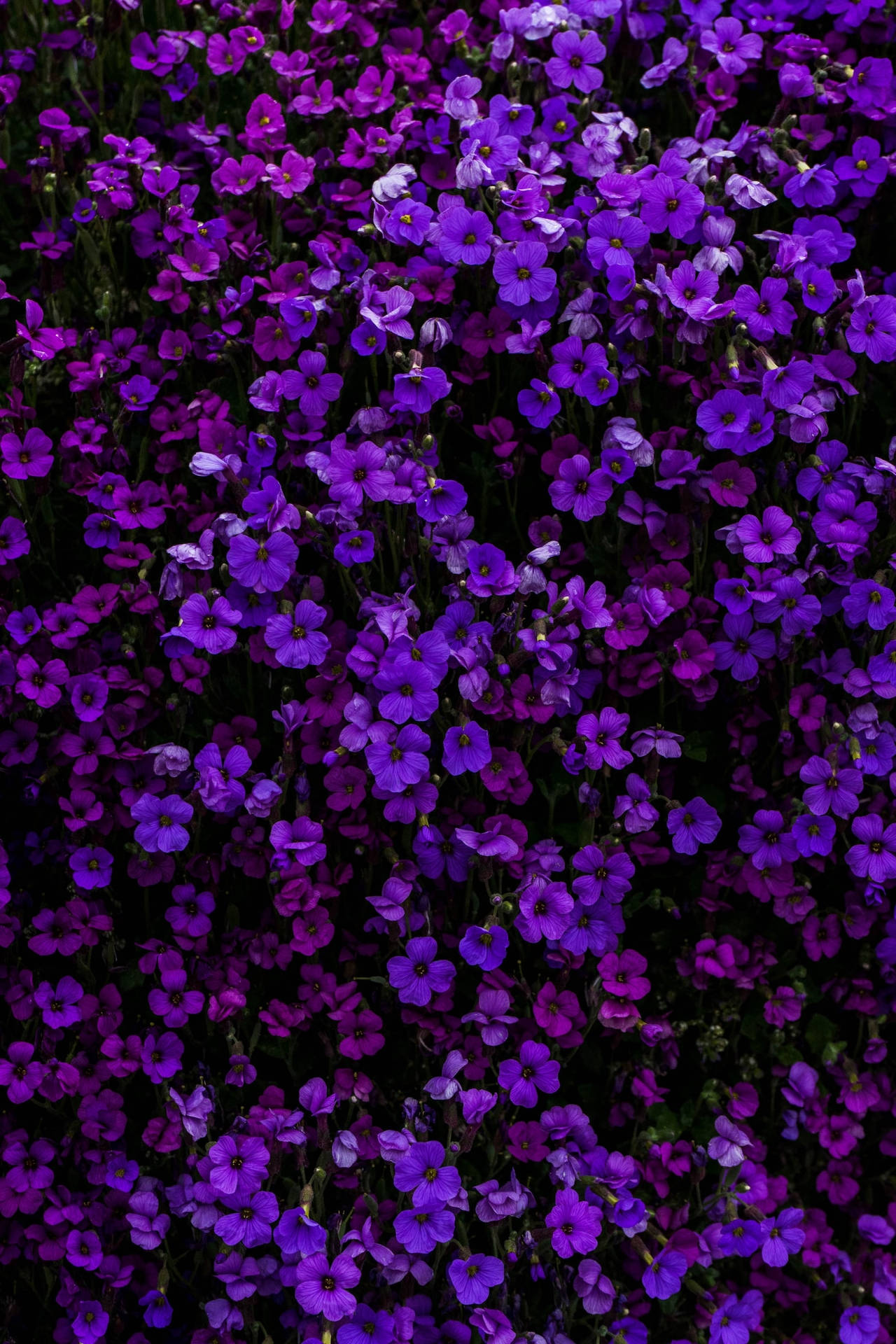 Spreading Purple Blue-eyed Grasses Iphone Background