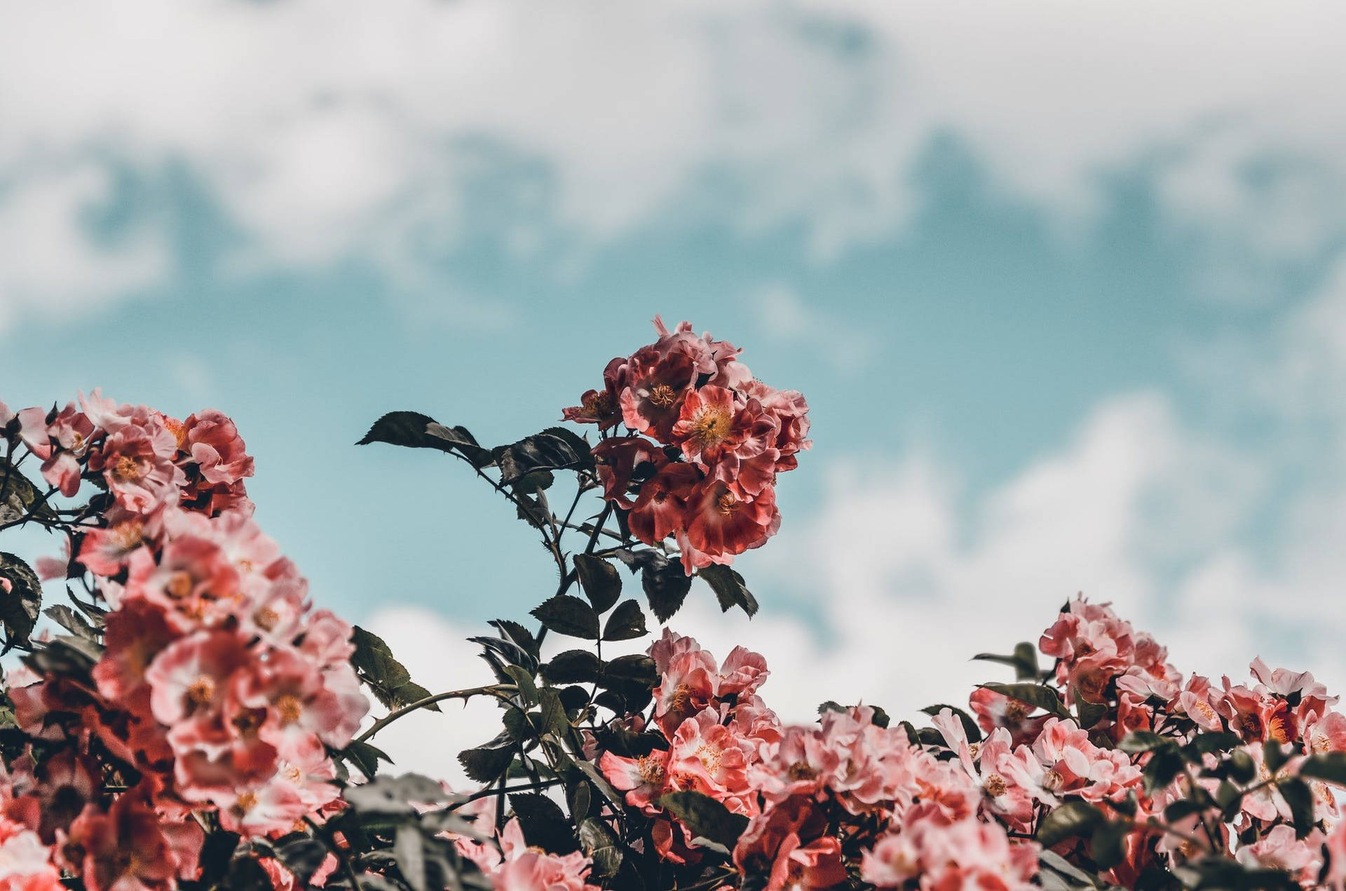 Spring Aesthetic Cloudy Day Background