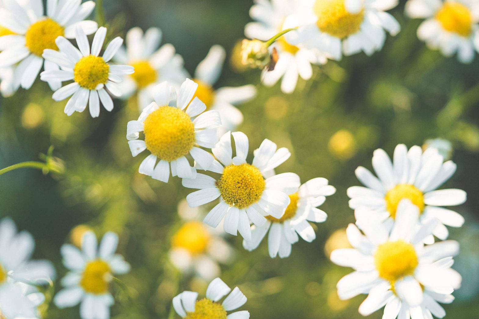 Spring Aesthetic Daisies Background