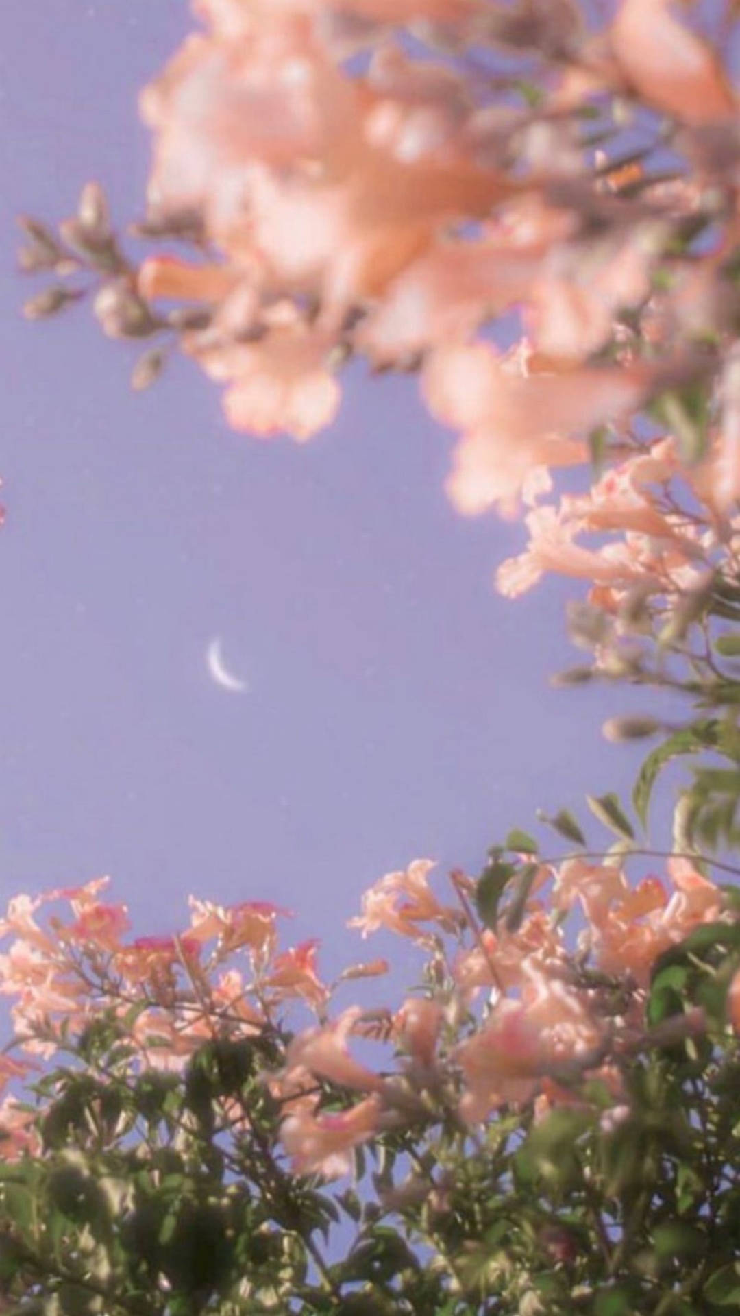 Spring Aesthetic Moon Background
