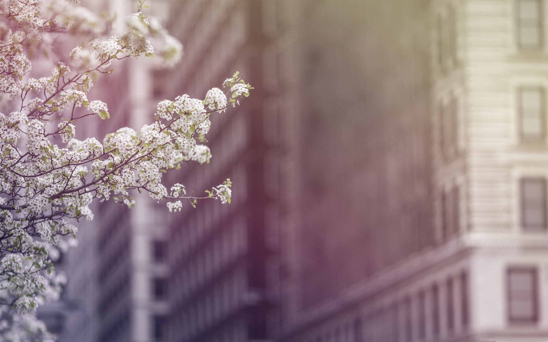 Spring Aesthetic Nature And Buildings Background
