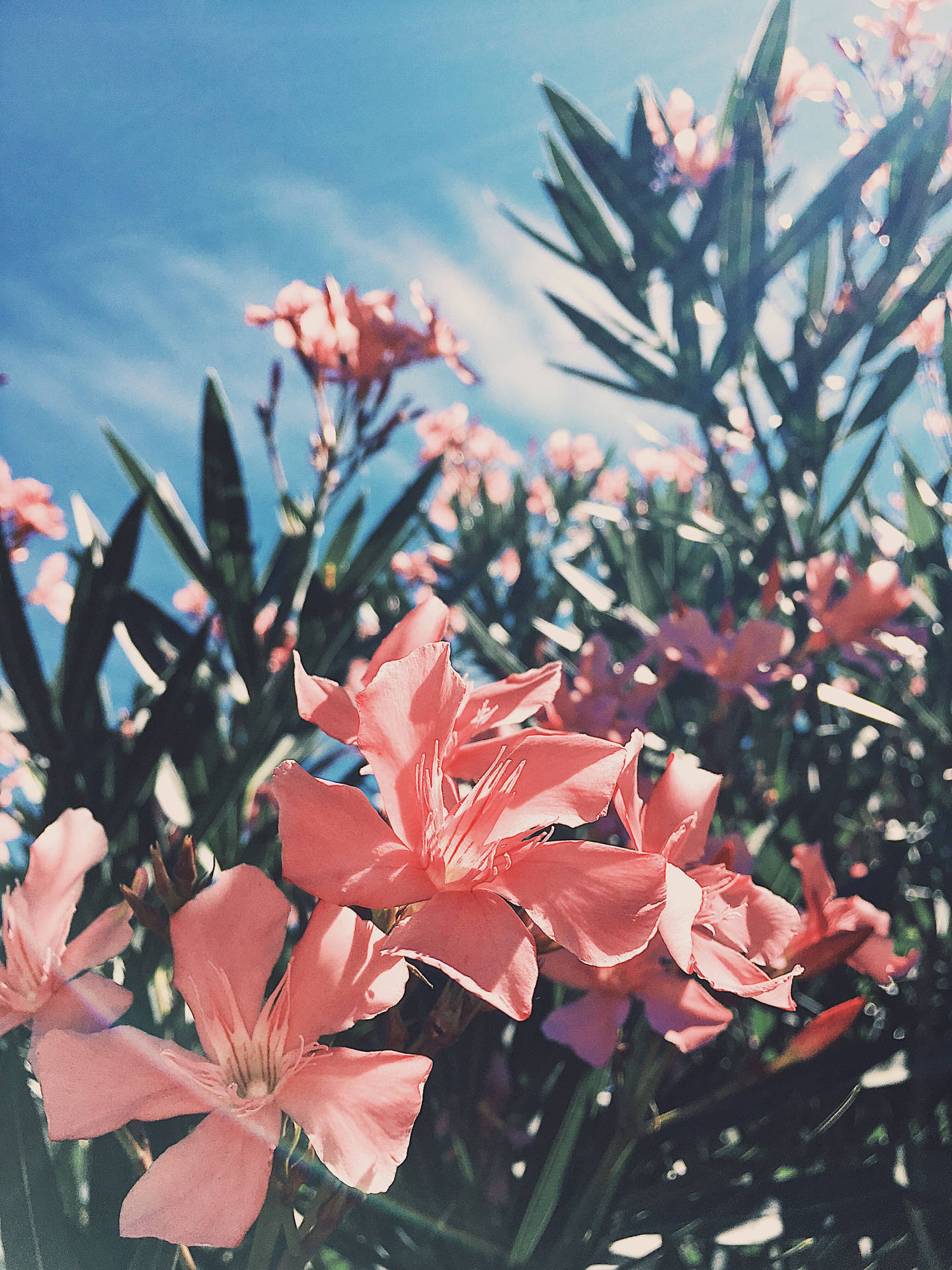 Spring Aesthetic Peachy Flowers Background
