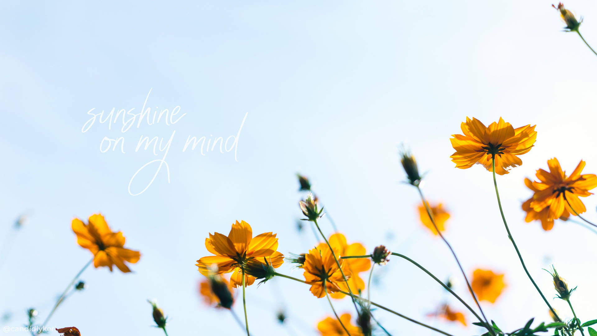 Spring Aesthetic Quotes Background