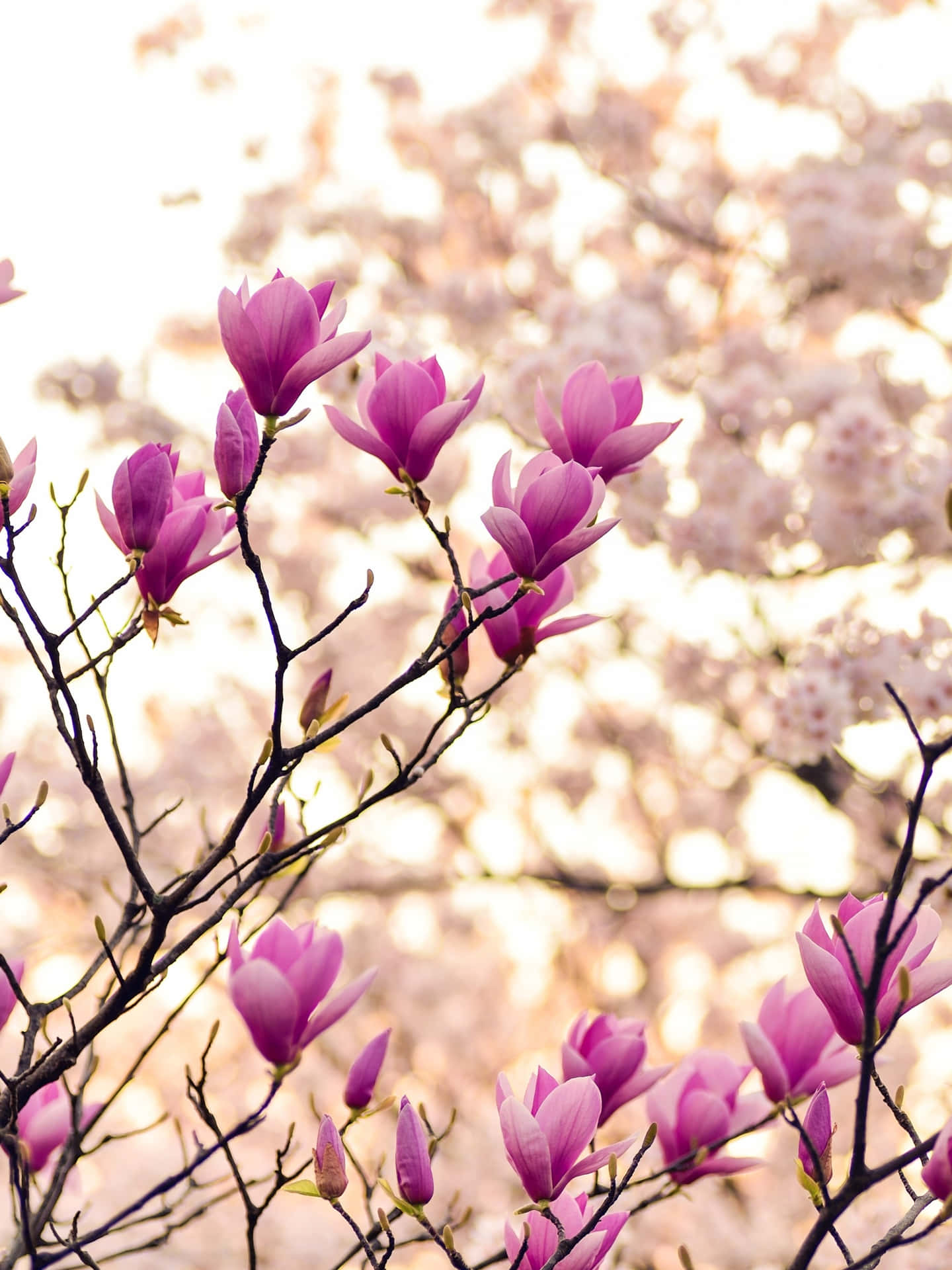 Spring Blossom - Magnificent Pink Magnolia Flower Background