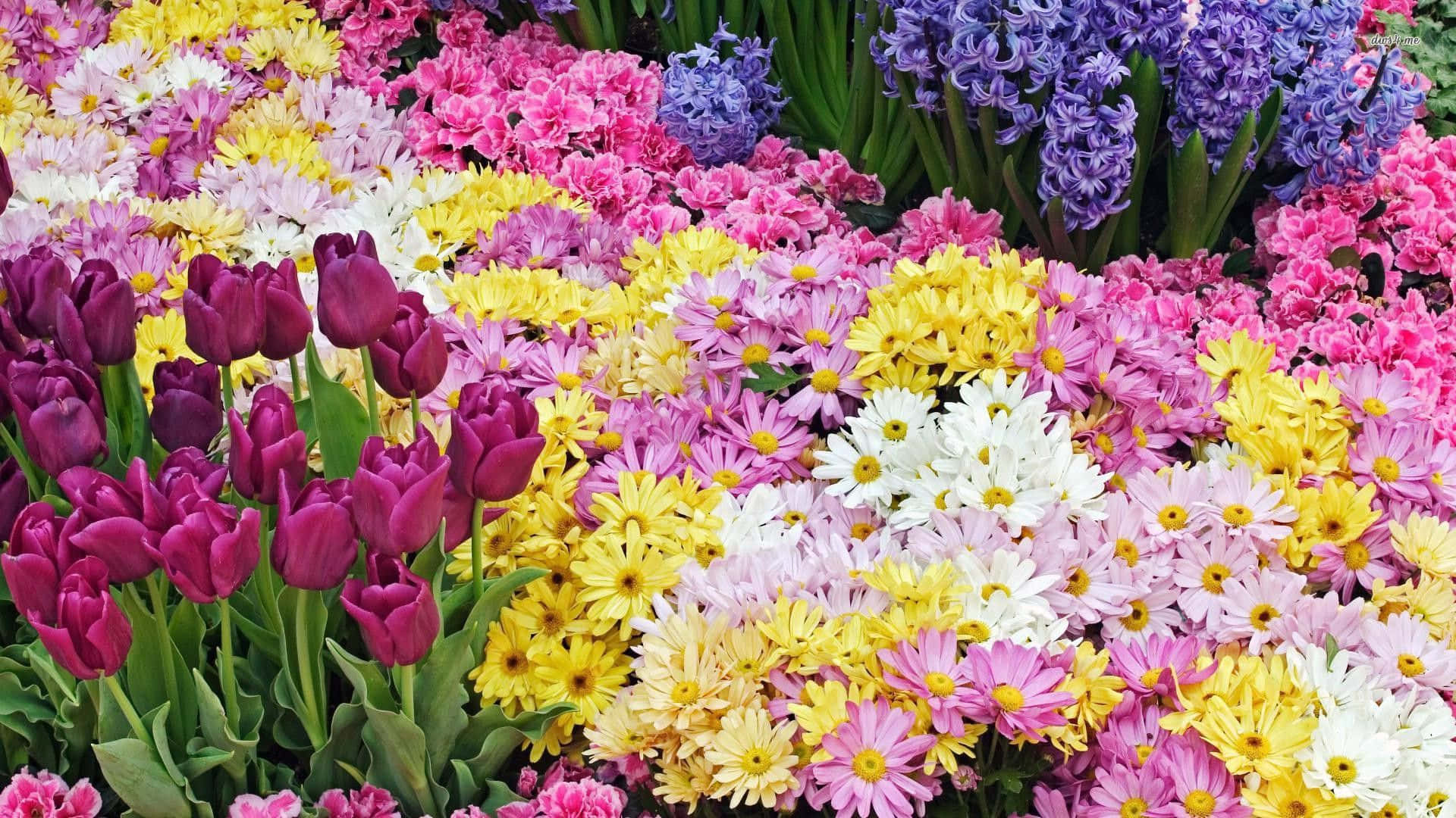 Spring Brings Colorful Flowers To Fill Your Desktop Background