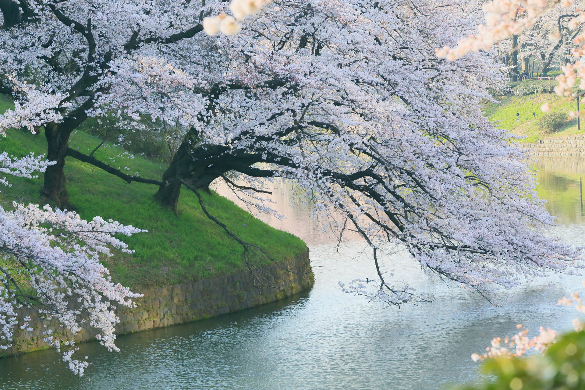 Spring Cherry Blossoms Along The Riverside Background