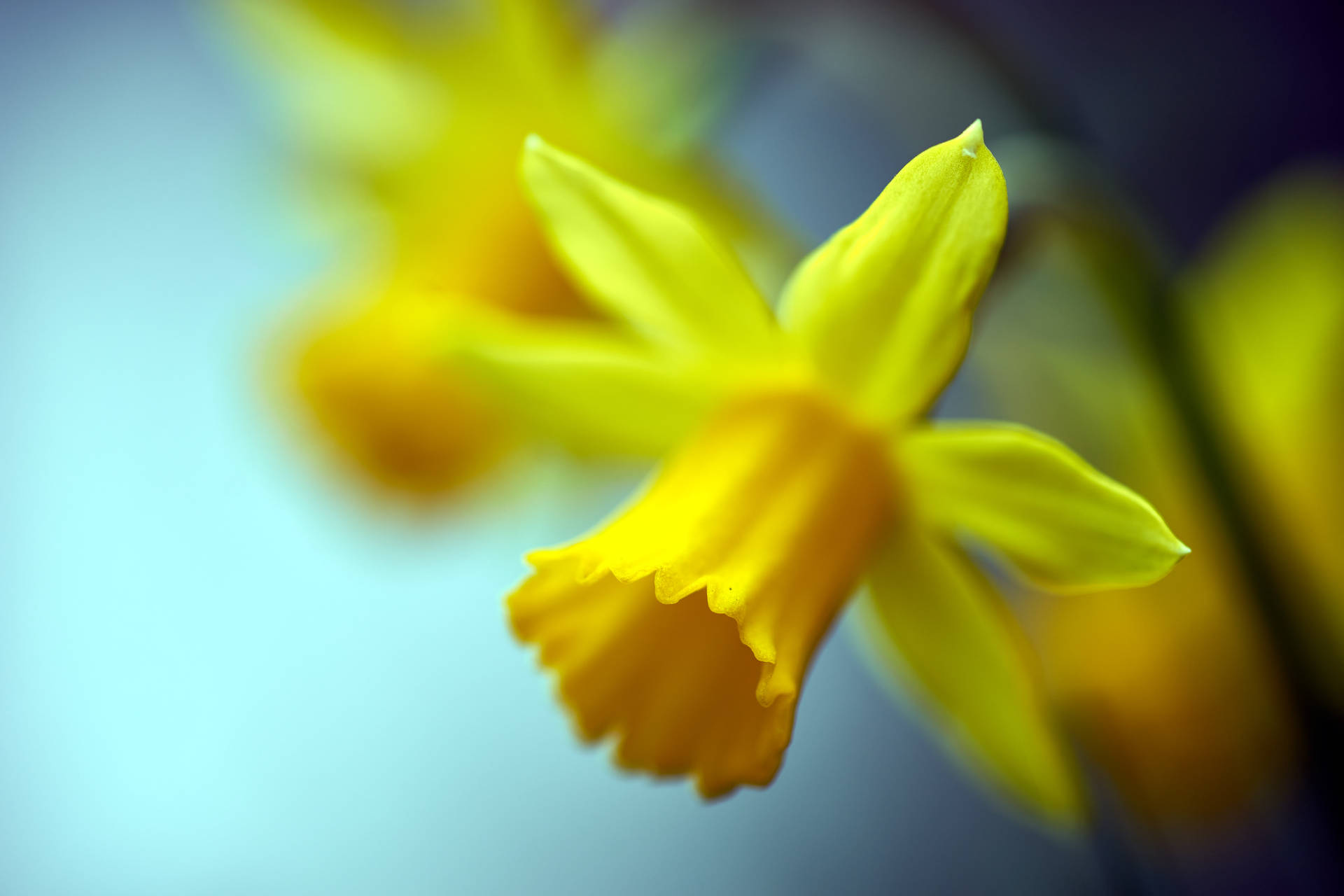 Spring Daffodils In Tilt-shift Background