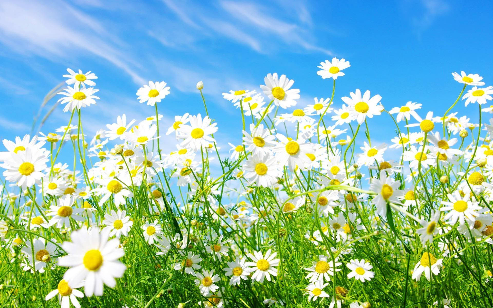 Spring Daisies Background