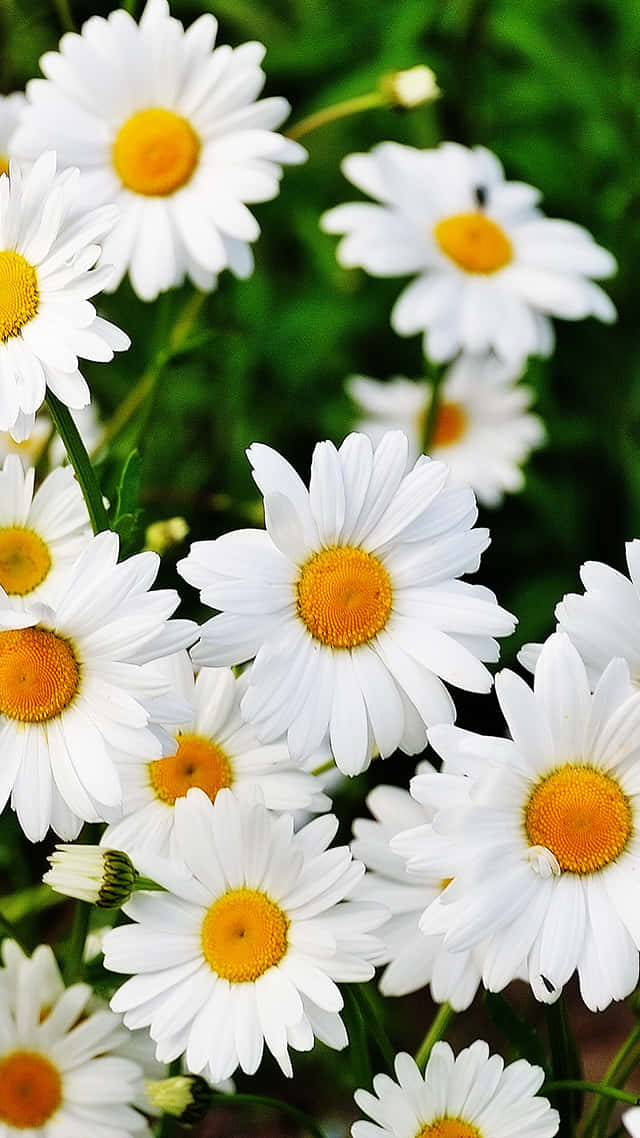 Spring Daisy Iphone Wallpaper Background