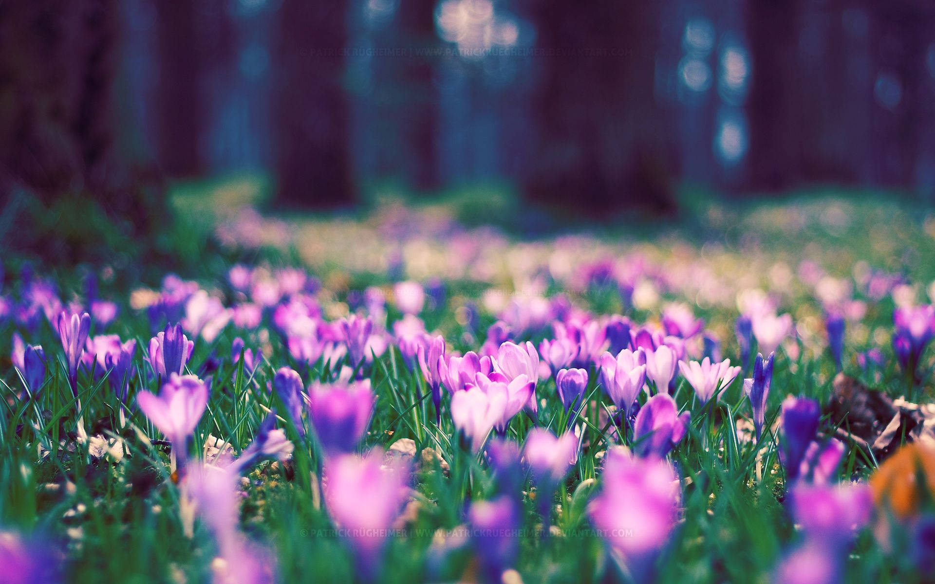 Spring Desktop Crocus Flowers Background