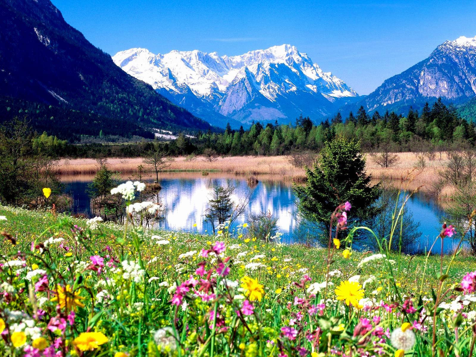 Spring Desktop Flower Field And Mountains Background