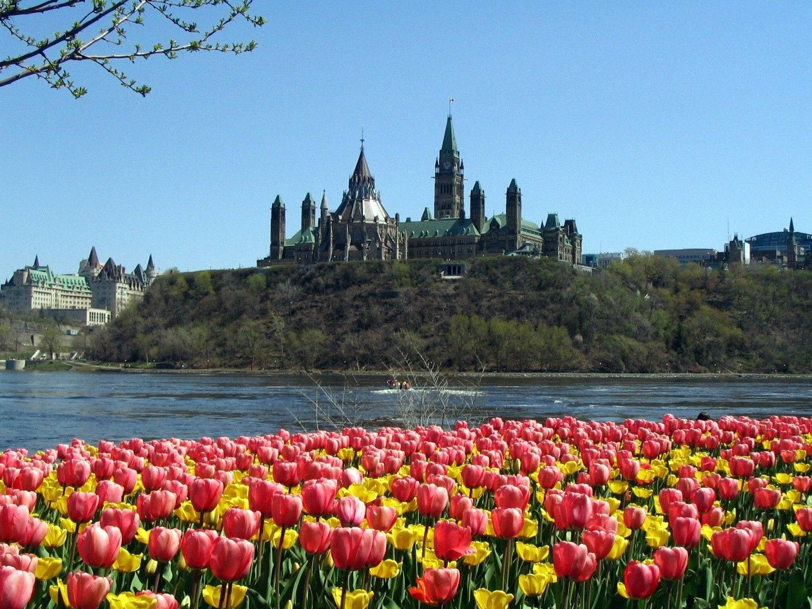 Spring Desktop Tulip Flowers And Castle Background