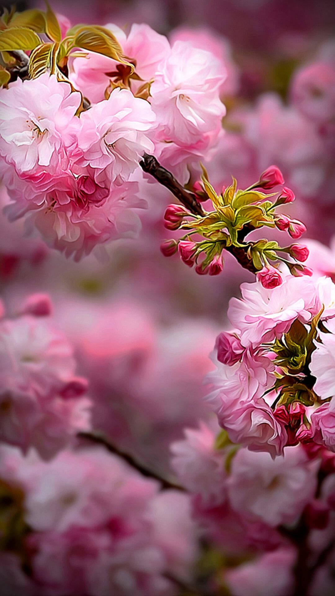 Spring Flower Cherry Blossom Iphone Background