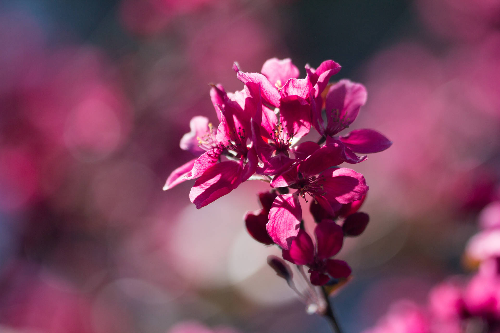 Spring Flower In Tilt Shift Lens Background