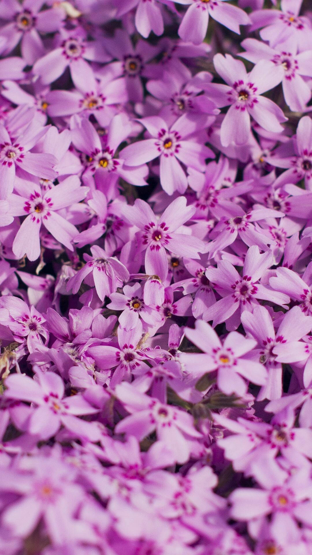 Spring Flower Moss Phlox Iphone Background