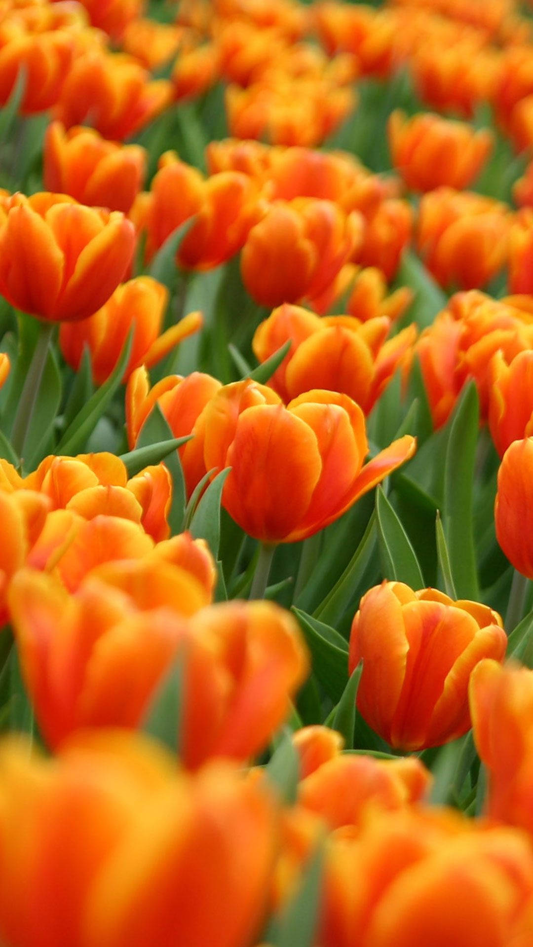 Spring Flower Orange Tulip Iphone Background