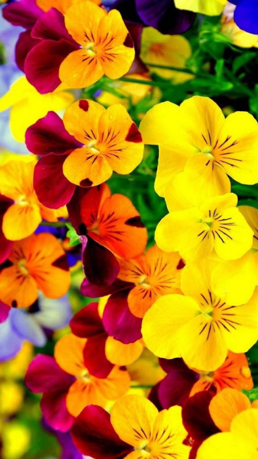 Spring Flower Pansy Iphone Background