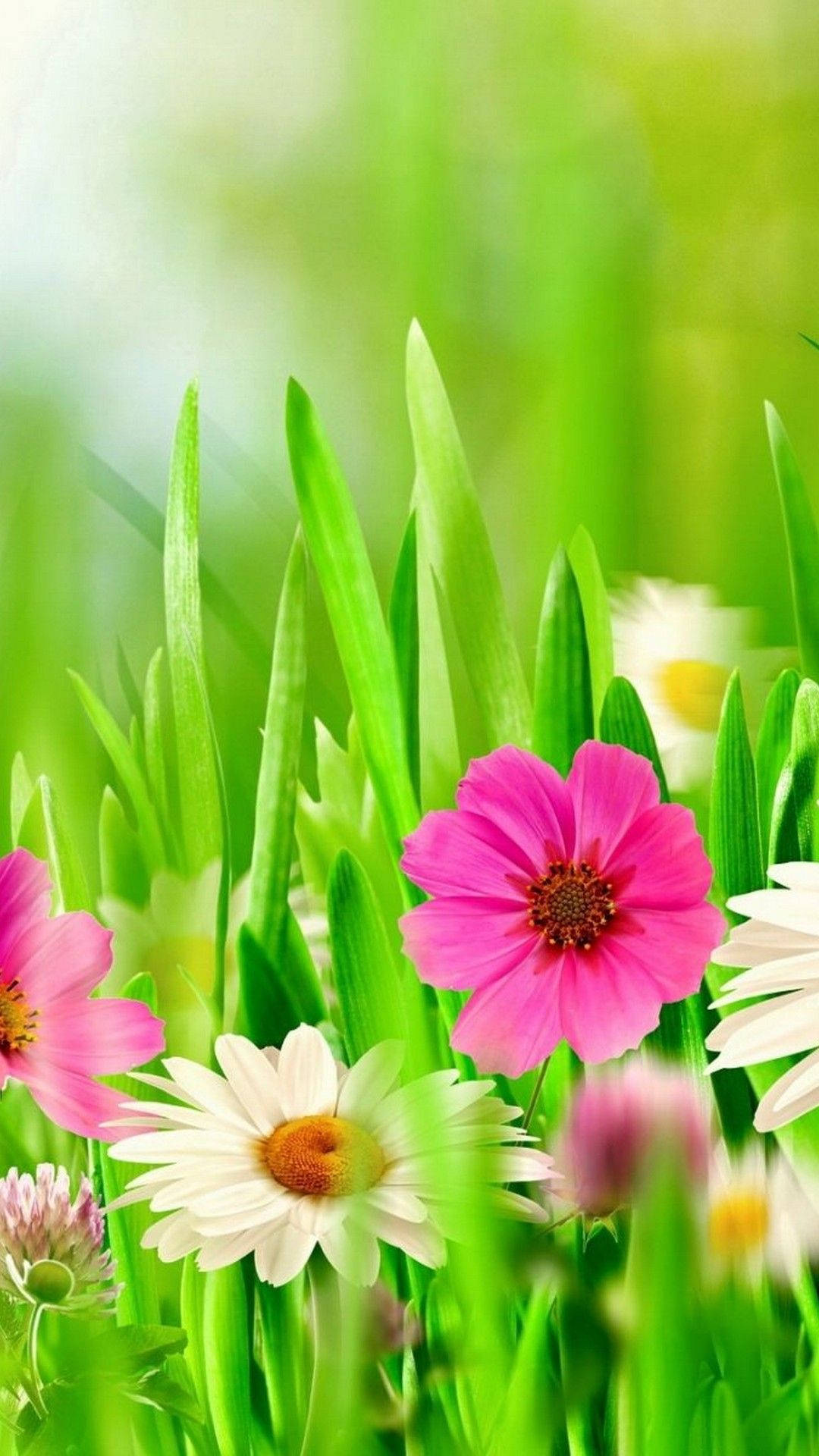 Spring Flower Sunny Day Iphone Background