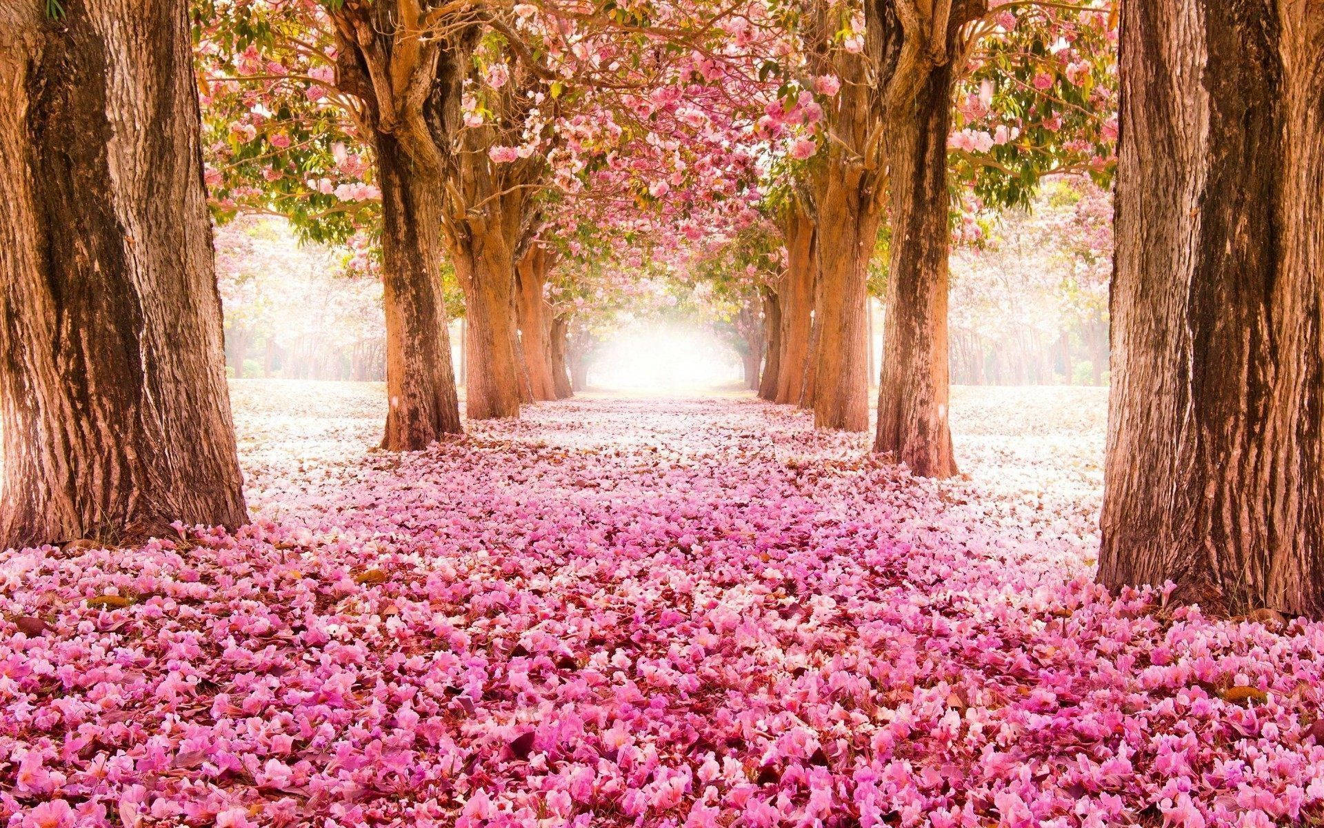 Spring Flowers And Trees Background