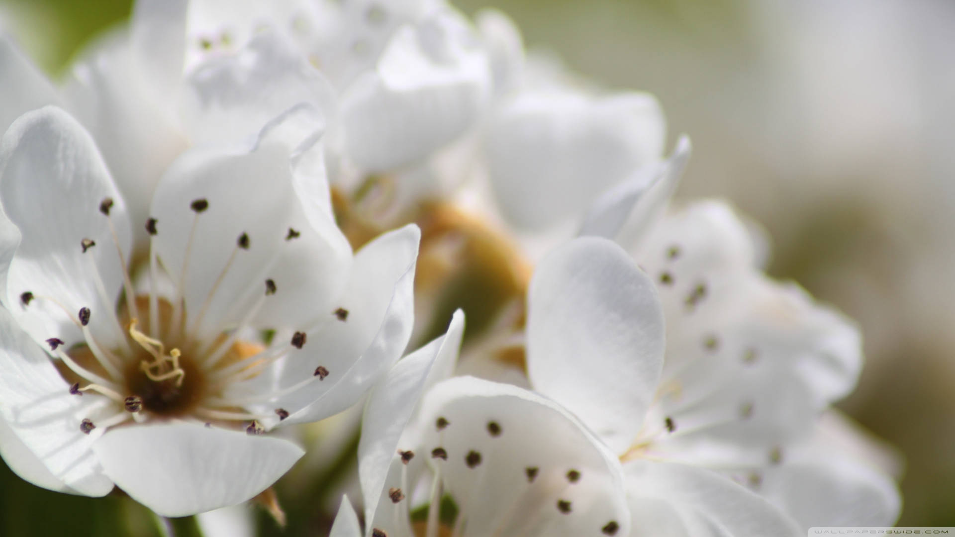 Spring Flowers Close-up Photography Background