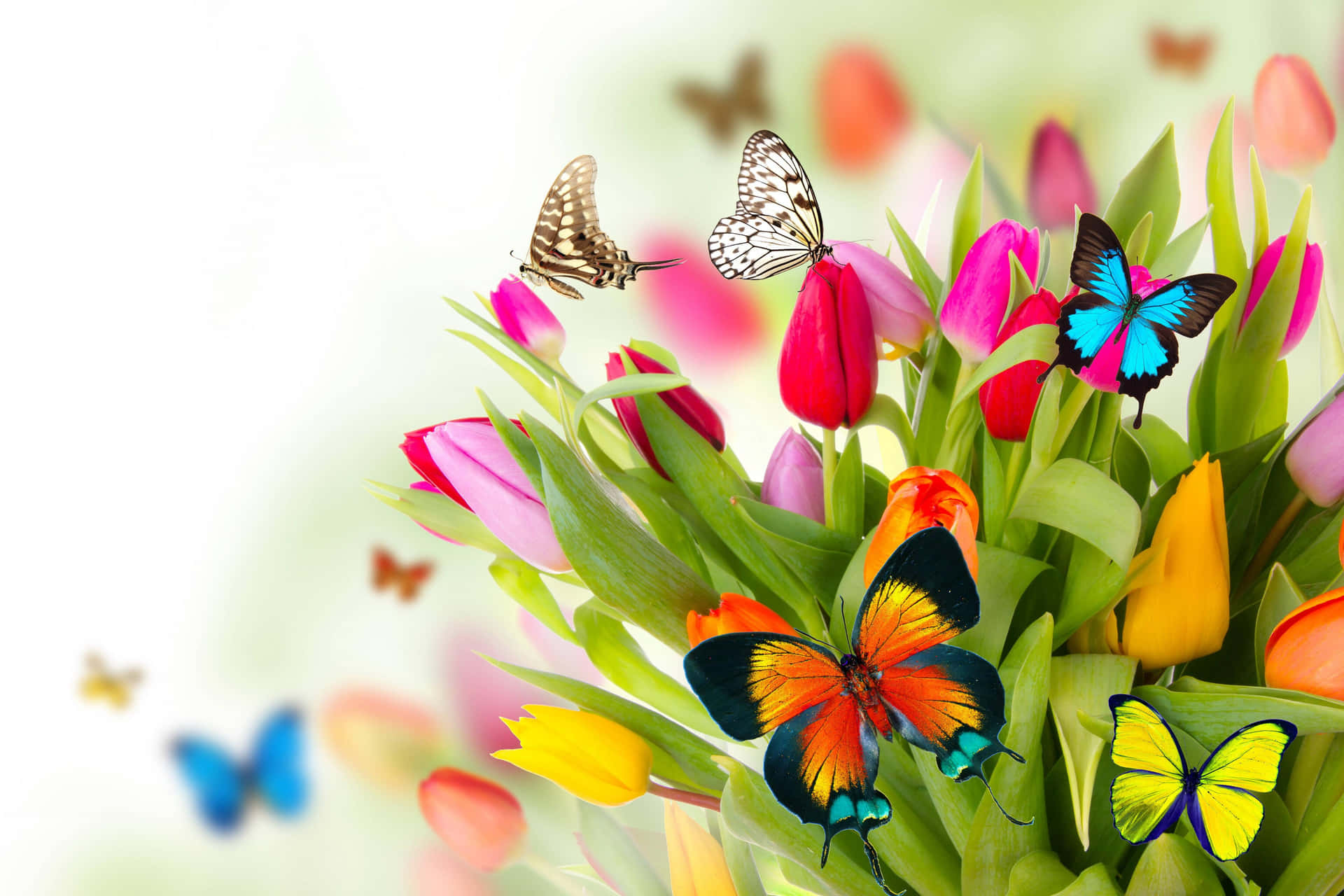 Spring Flowers Desktop Butterflies Background