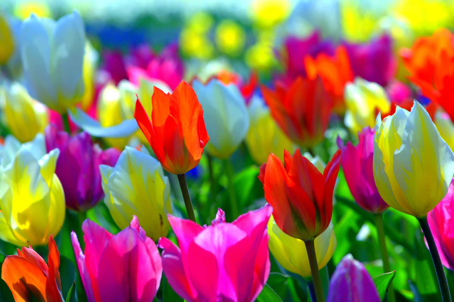 Spring Flowers Desktop Colorful Tulips Background