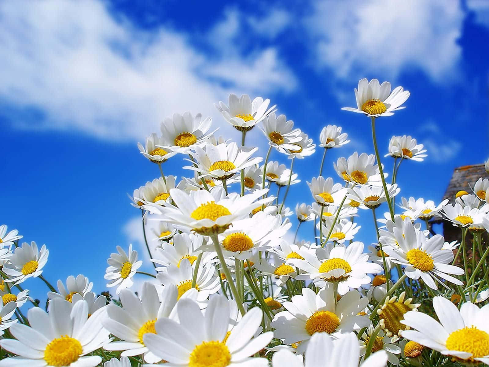 Spring Flowers Desktop Daisies Blue Sky Background