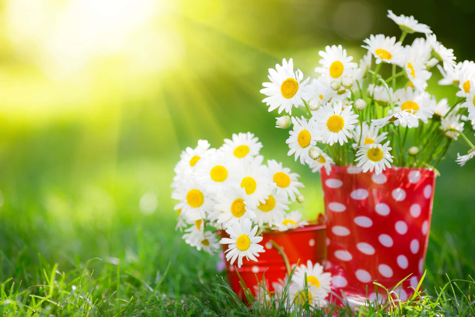 Spring Flowers Desktop Daisies Background