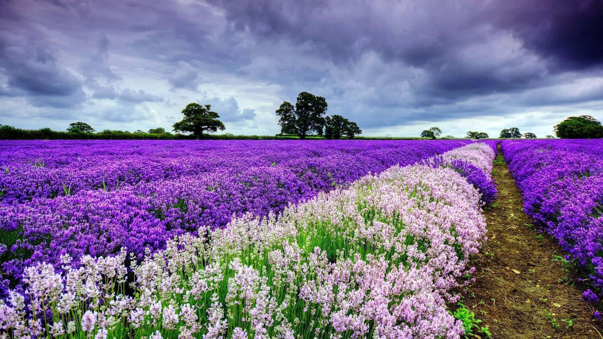 Spring Flowers Desktop Lavenders Background