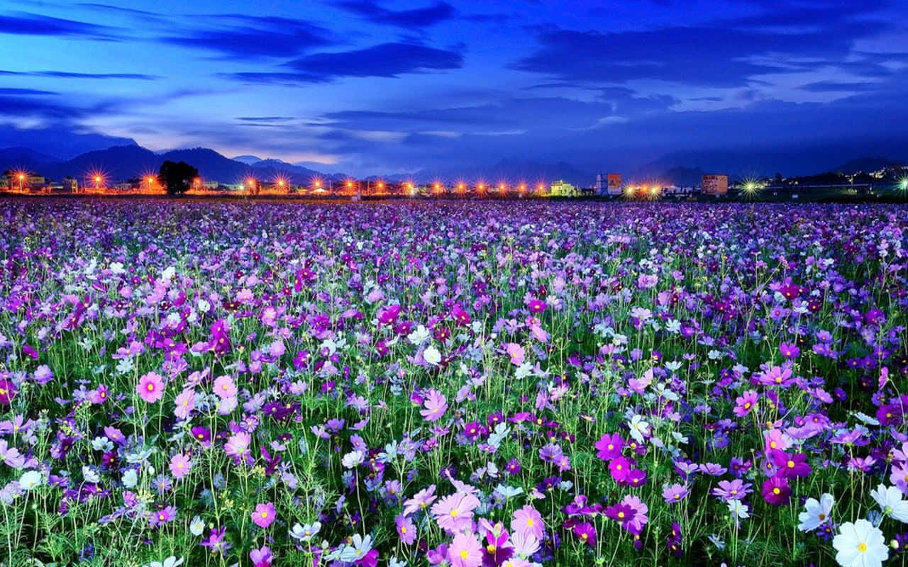Spring Flowers Desktop Meadow Purple Background