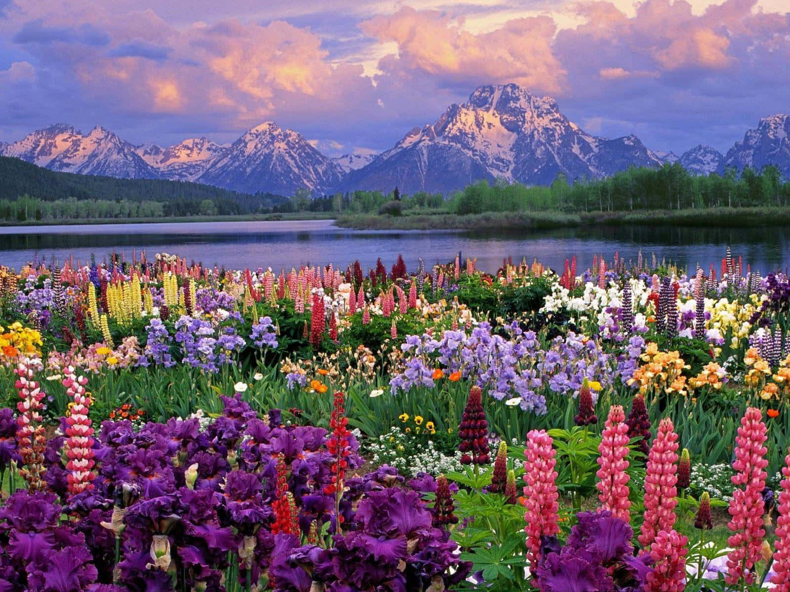 Spring Flowers Desktop Mountains Background