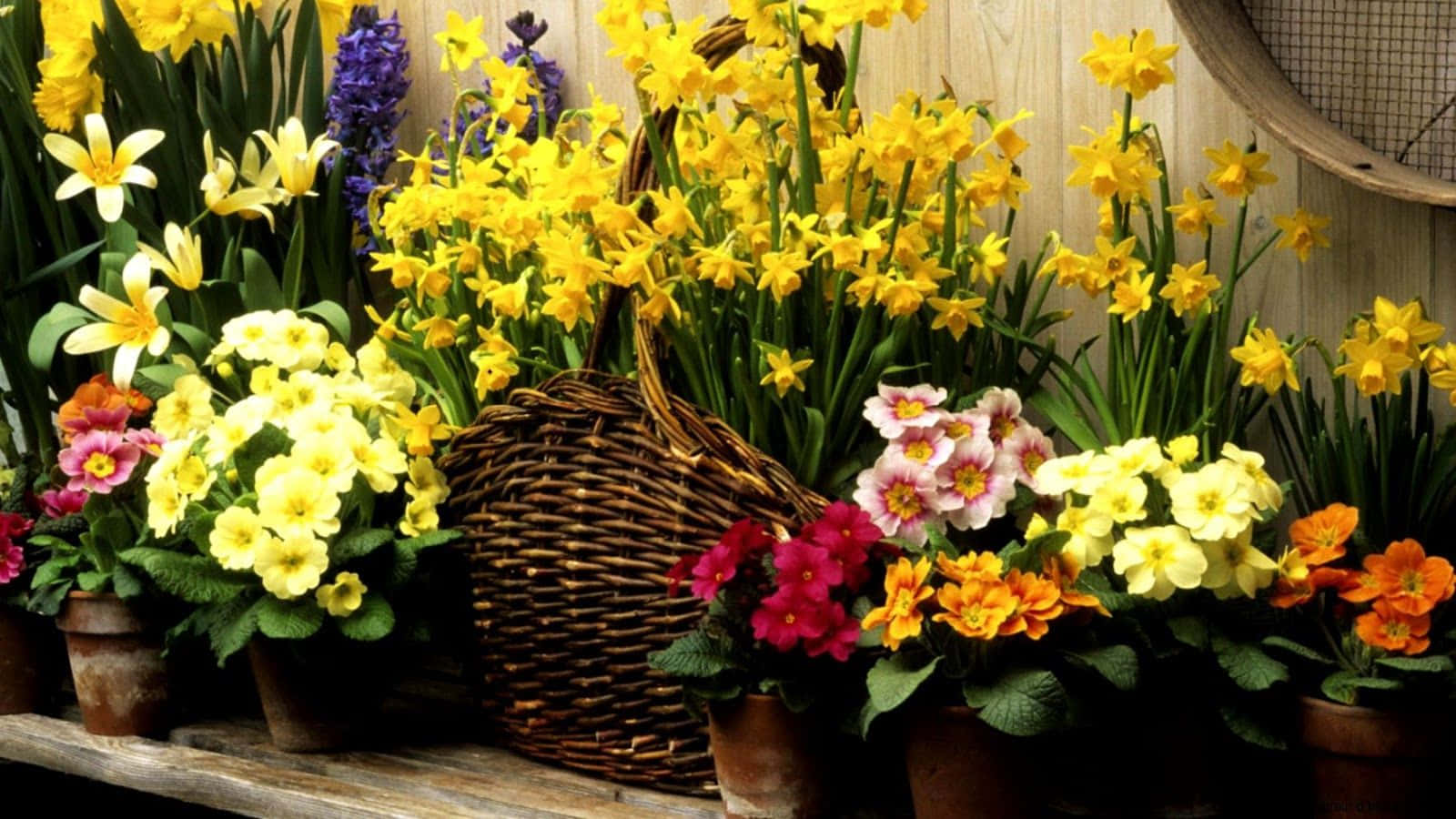 Spring Flowers Desktop Pots Background