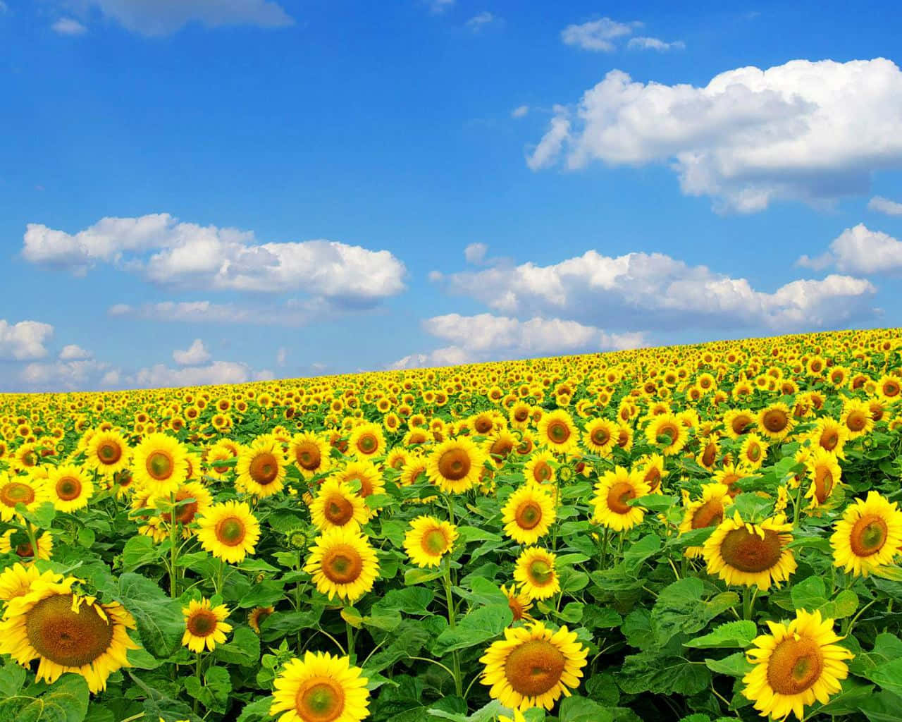 Spring Flowers Desktop Sunflowers Field Background