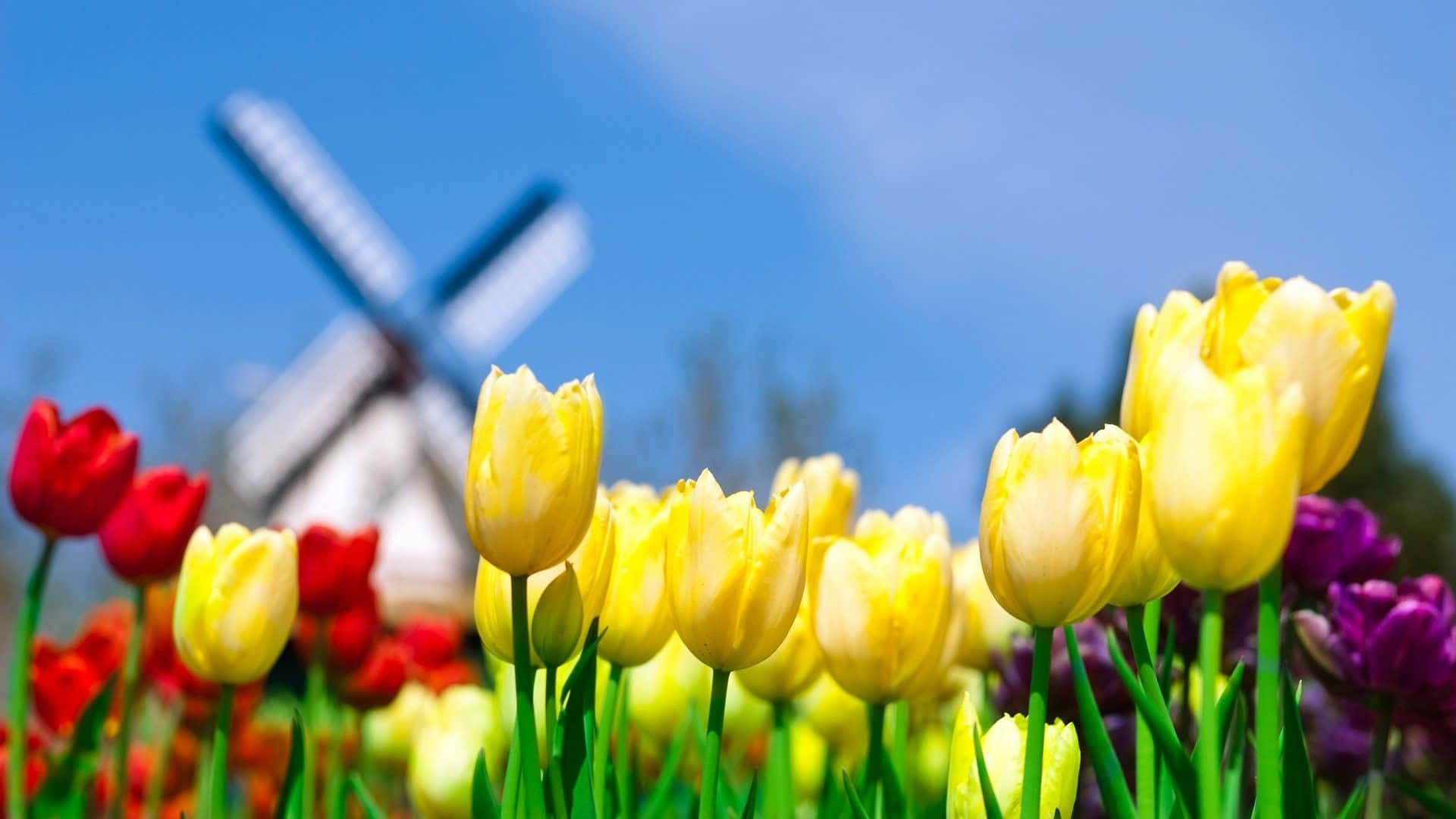 Spring Flowers Desktop Yellow Red Background