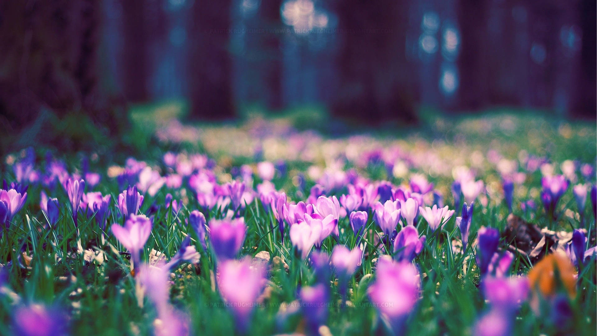 Spring Flowers In The Forest Background