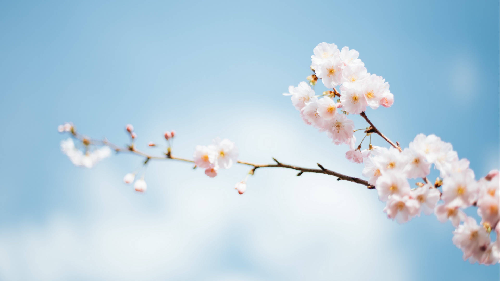 Spring Flowers On Branches Background