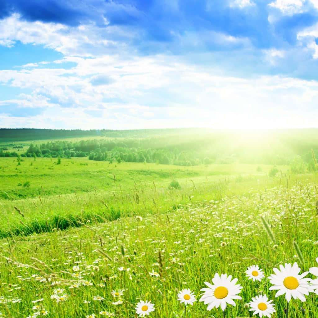 Spring Garden Field Ipad Background