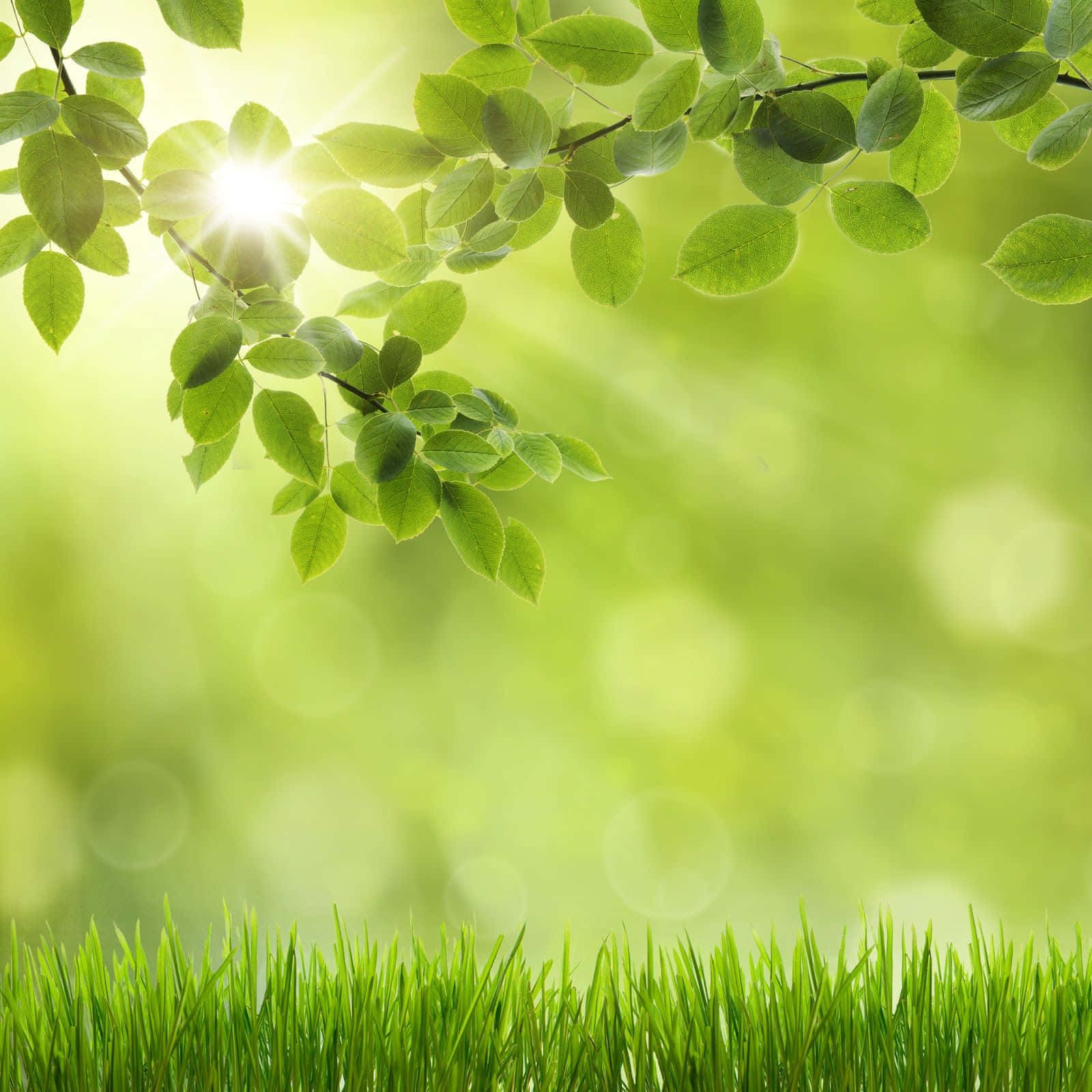 Spring Grass And Leaves Ipad Background