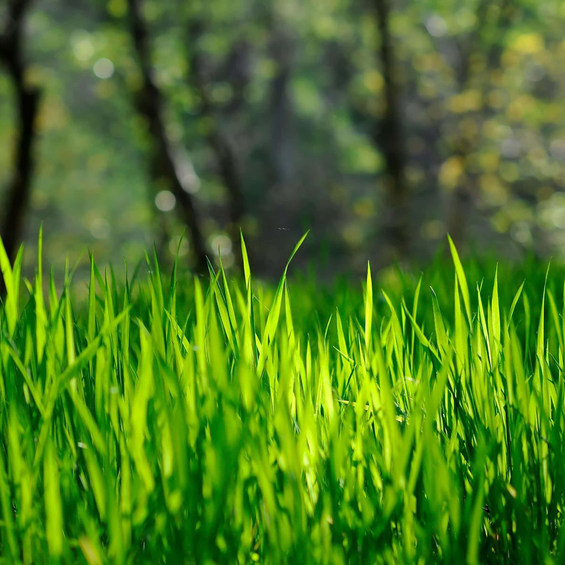 Spring Grass Ipad Background