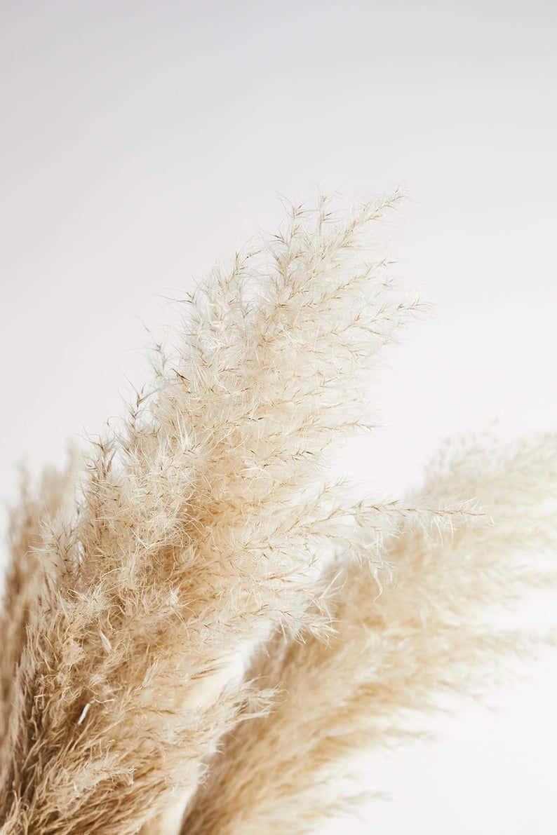 Spring Has Sprung With This Pampas Grass! Background