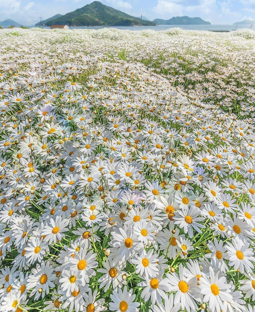 Spring Iphone Daisy Field Background