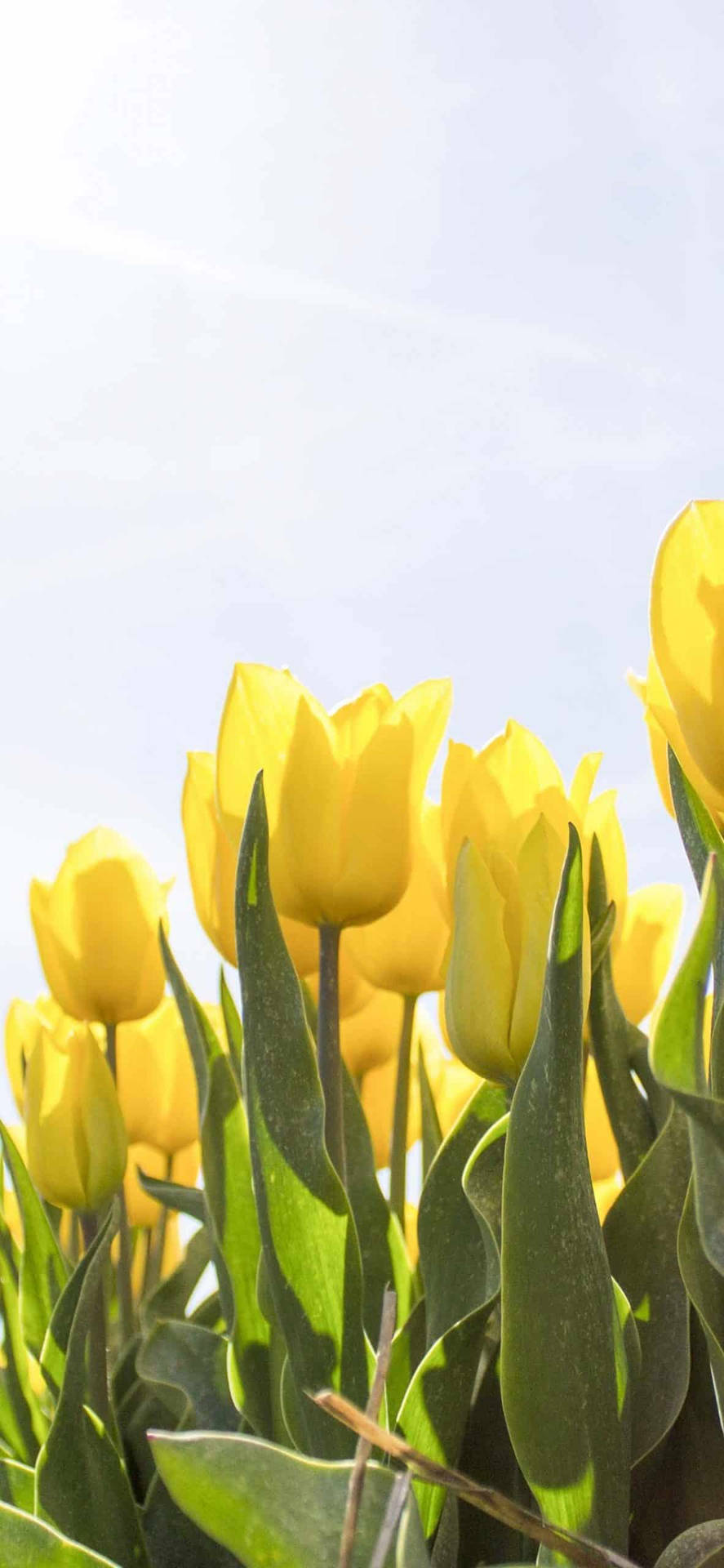 Spring Iphone Yellow Tulips Background