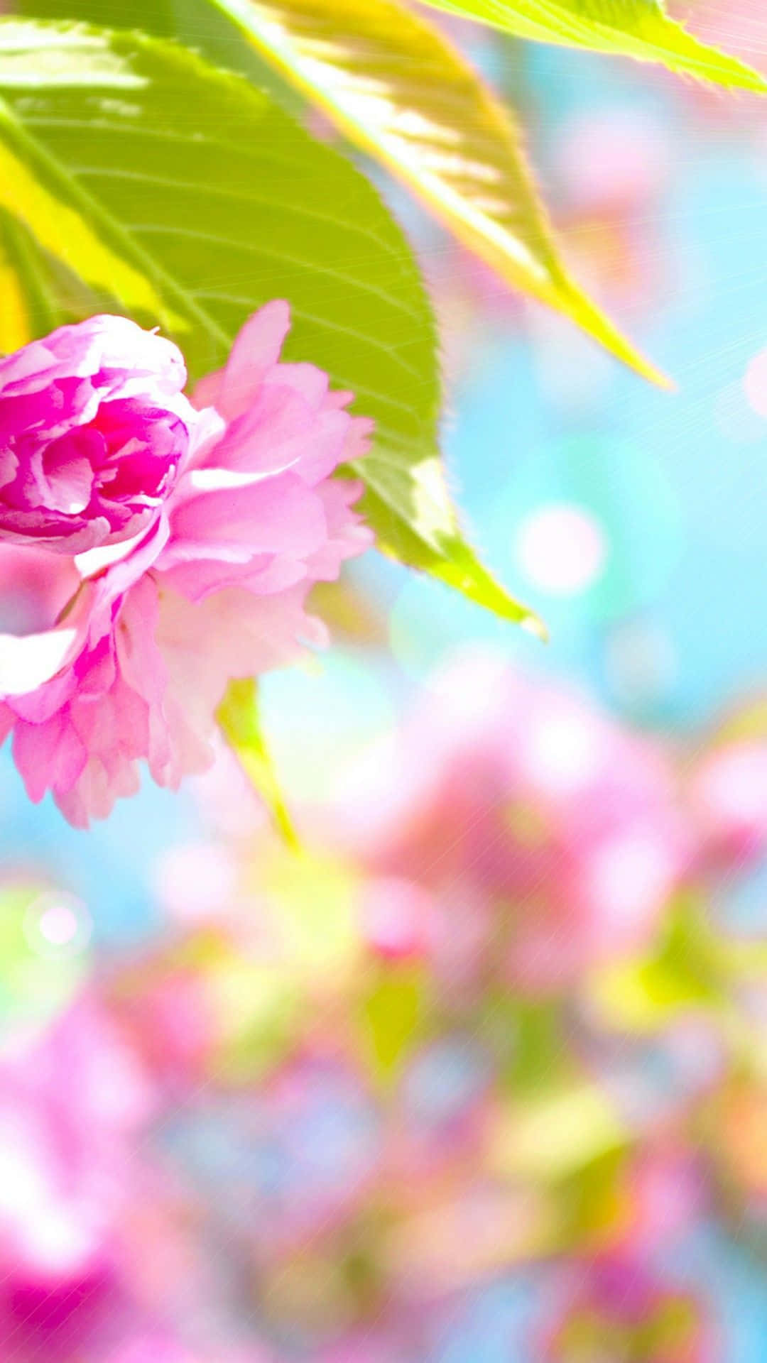 Spring Is Here! Let The Blooms Brighten Your Day With A Brand New Iphone. Background