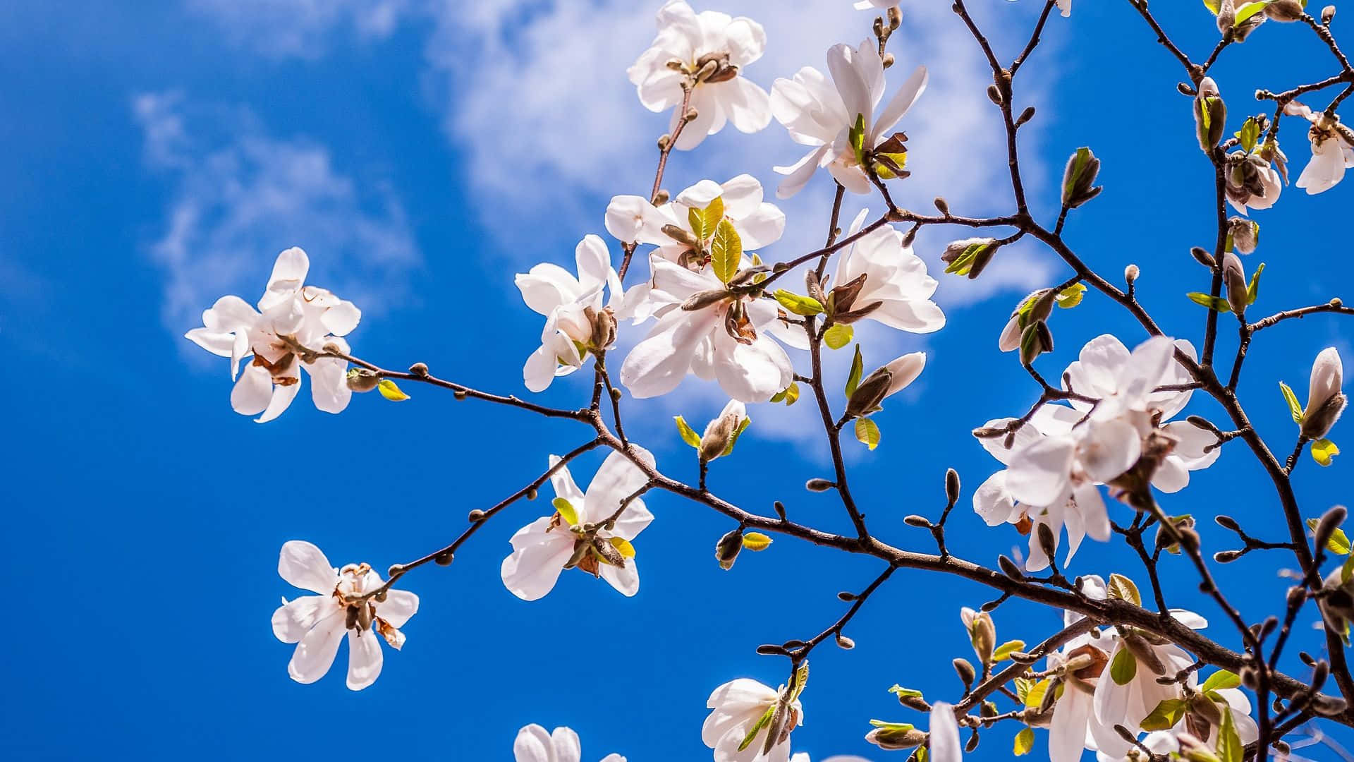 Spring Magnolia Flowers And Blue Sky