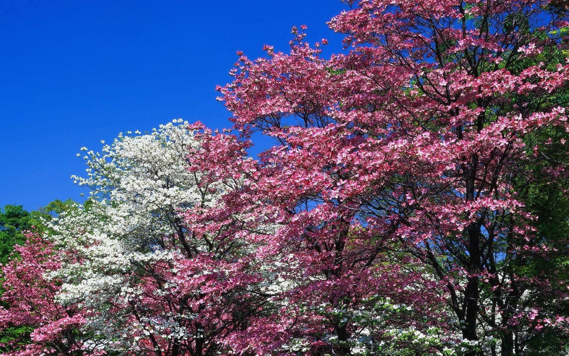 Spring Pink Flowering Trees Background
