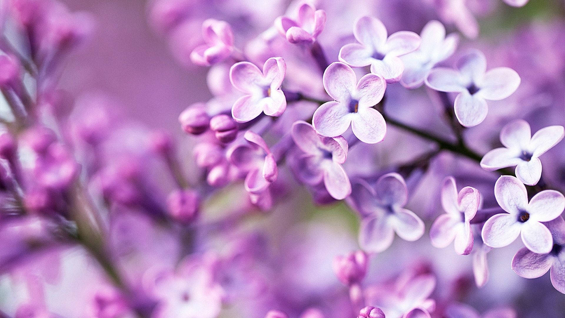 Spring Purple Flowers Lilac Plants