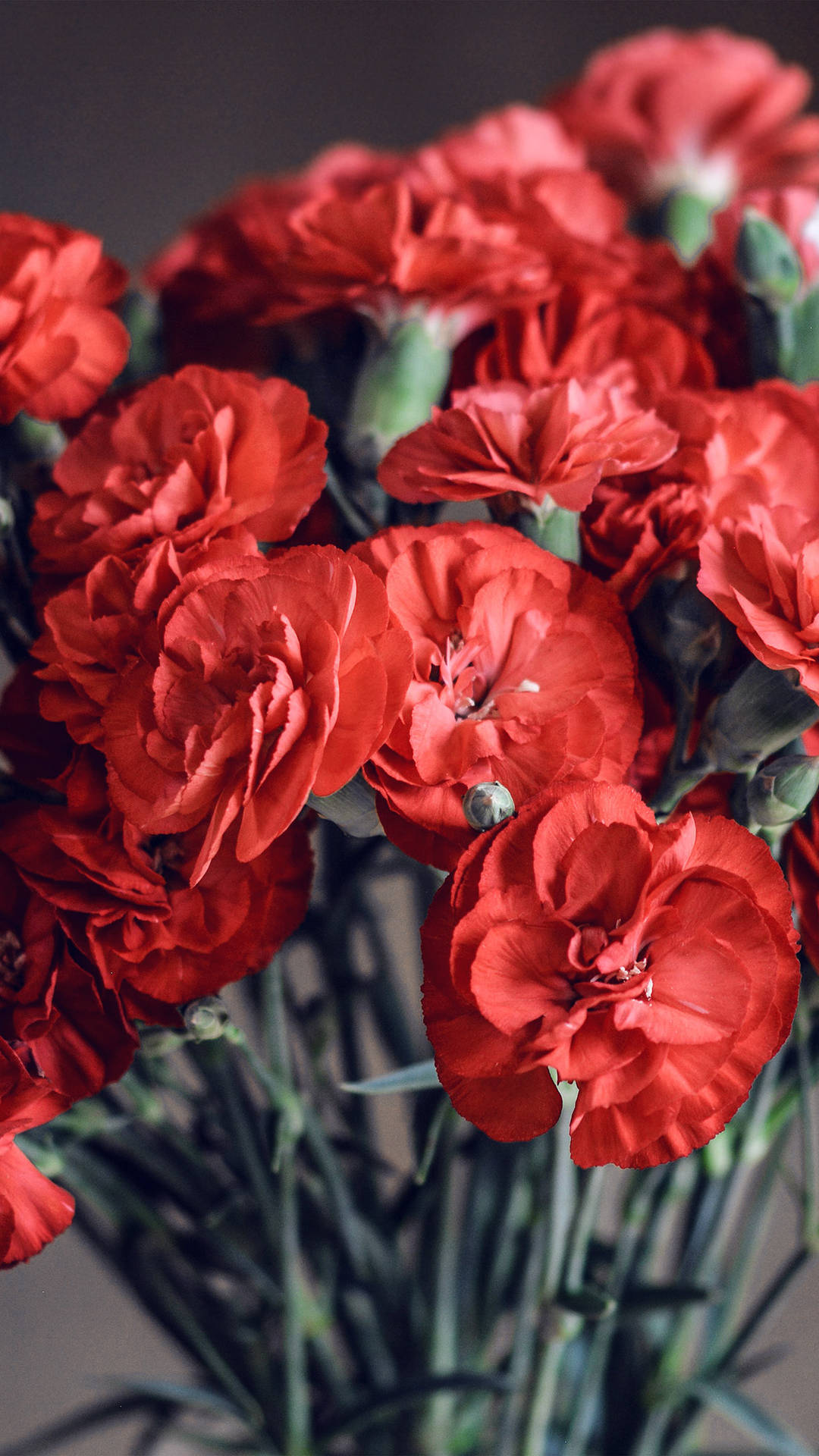 Spring Red Flower Iphone Background