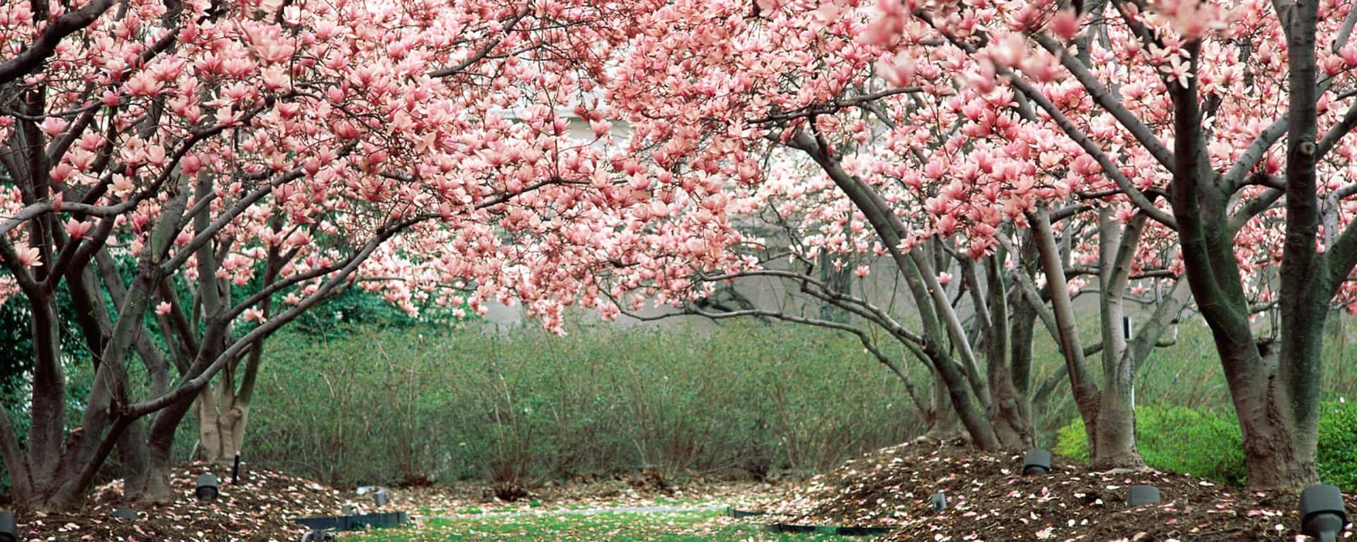 Spring Refresh: Enjoy The Beauty Of Nature With Dual Monitor Background