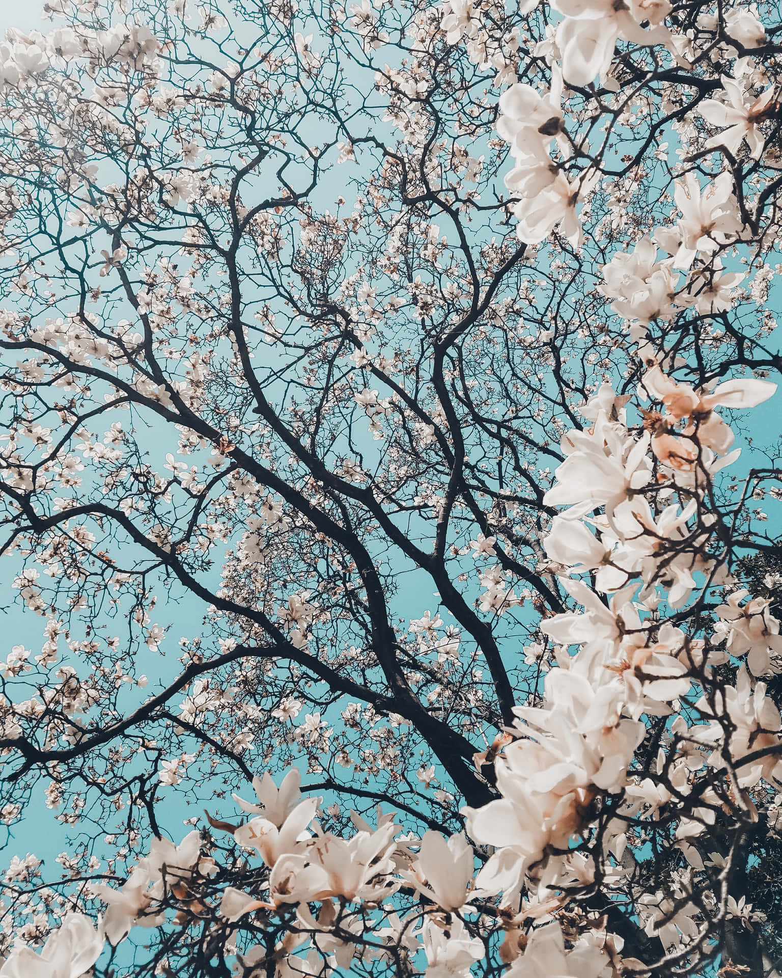 Spring Season Cherry Blossoms Sakura Leaves Background